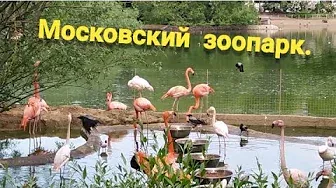 Московский зоопарк — один из самых больших и старых зоопарков России. Моя прогулка, 2022 год.