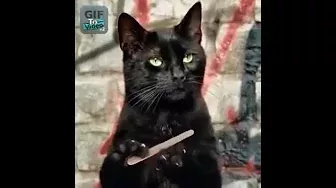 Черный кот и пилка для ногтей