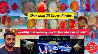 Mumbai Discus Gallery | Quality and Healthy Discus Fishes | Mumbai