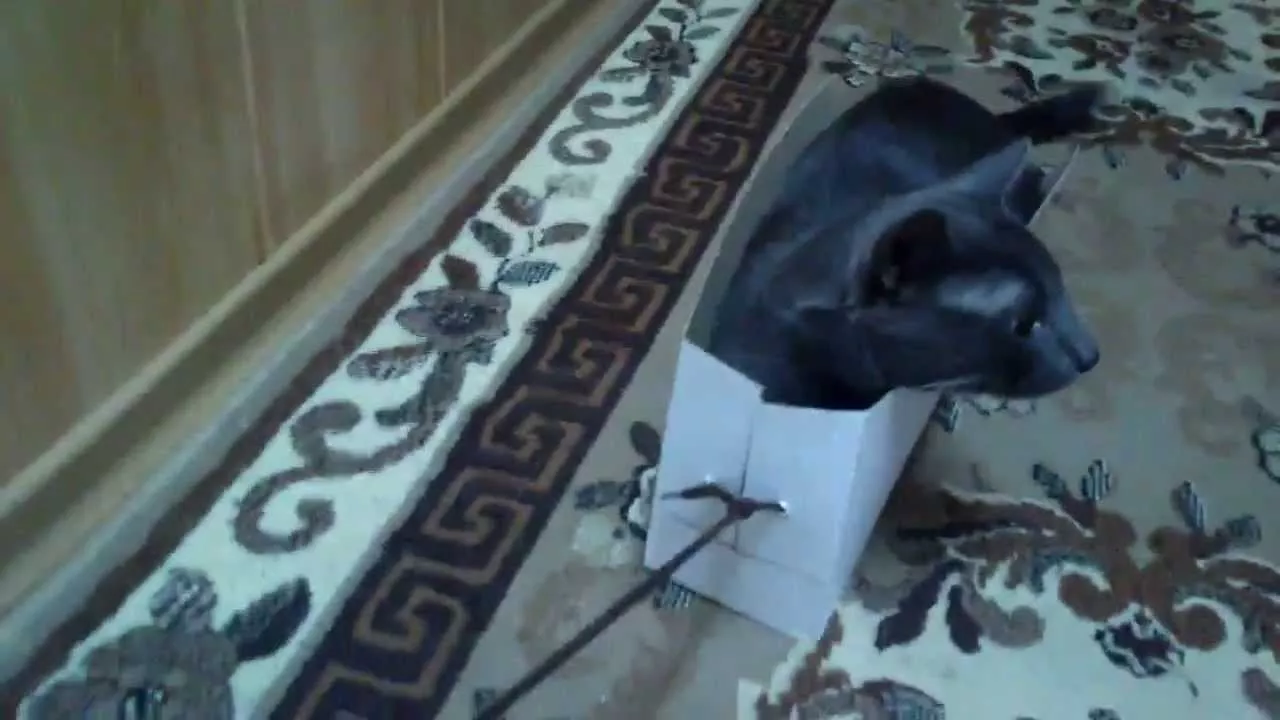 Кот катается в коробке
