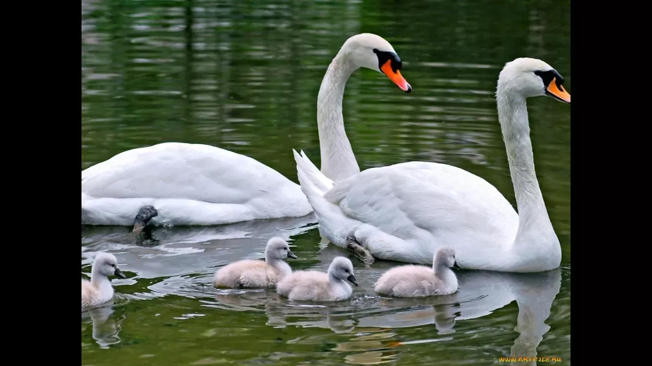 Белые лебеди Лебеди на озере, кормятся