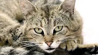 Мяуканье кошки (Звук мяукающей кошки в высоком качестве | Микс) | (24 Минуты)