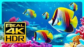 Stunning Aquarium Colors in 4K HDR 🐠 Relax & Meditation Music - REAL 4K HDR great for Oled Tv's