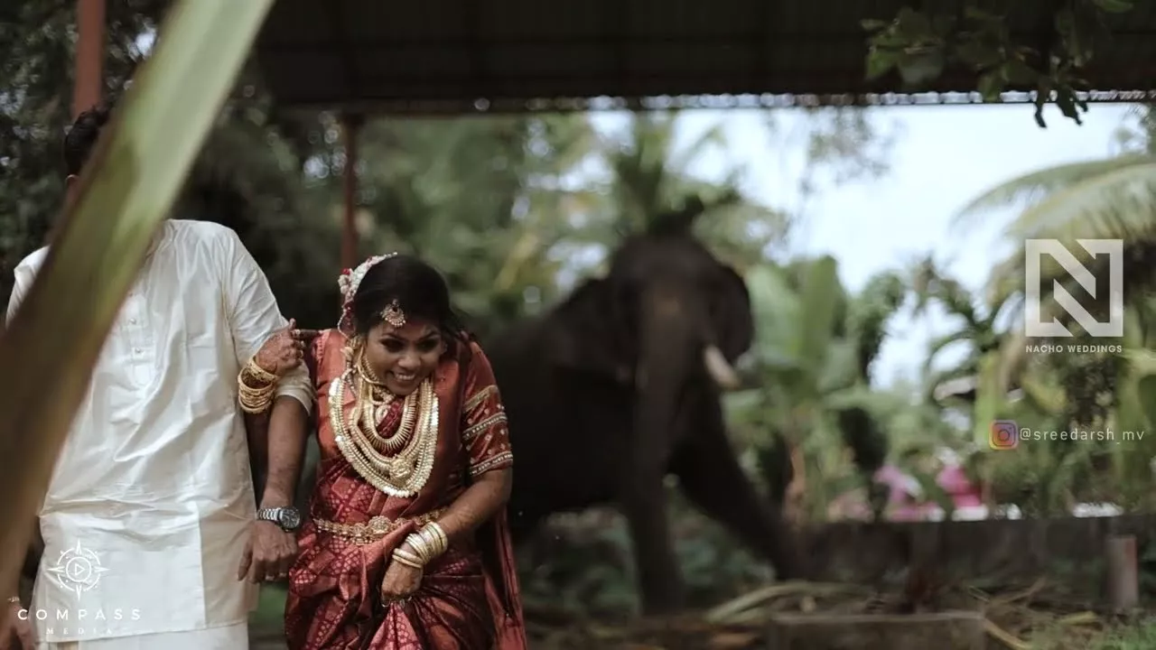 Elephant Hits Groom with Leaf During Wedding Photoshoot