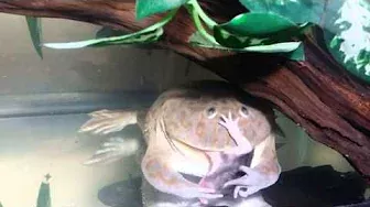 Warning! Budgett's Frog Eats Live Rat