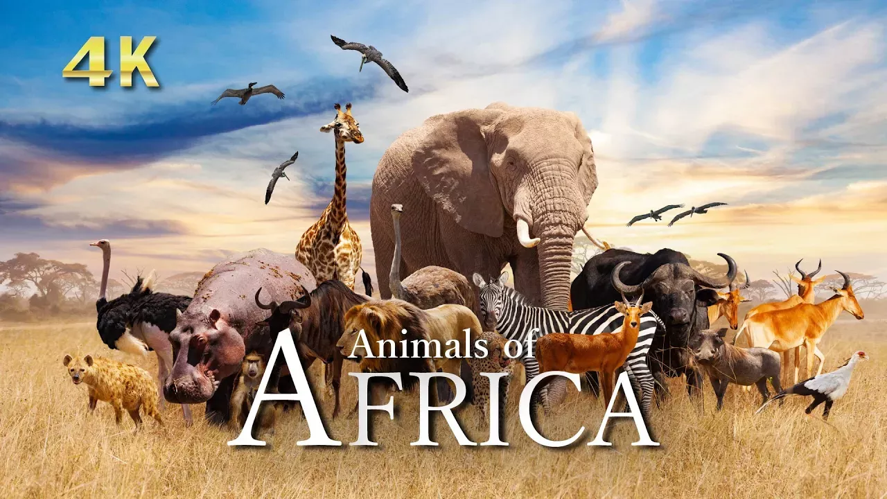 アフリカの大自然風景【リラックス音楽】野生動物と絶景＆ドローン4K映像｜Animals of Africa