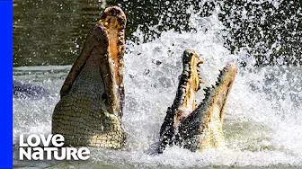 Crocodiles Fight To Death Over Carcass