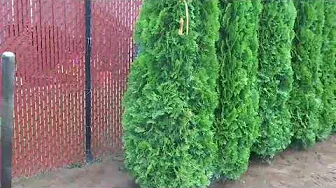 How to plant arborvitae (Emerald green). Privacy trees. Como plantar Esmeralda verdes para privacida