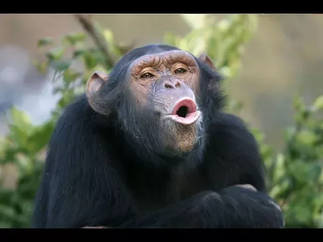 Что происходит в голове у шимпанзе? | ShitGames - рофл вставки