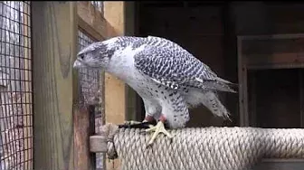 Hudson the Gyrfalcon in his Own Words