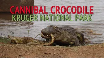 Cannibal Crocodile eats smaller crocodile in the Kruger National Park