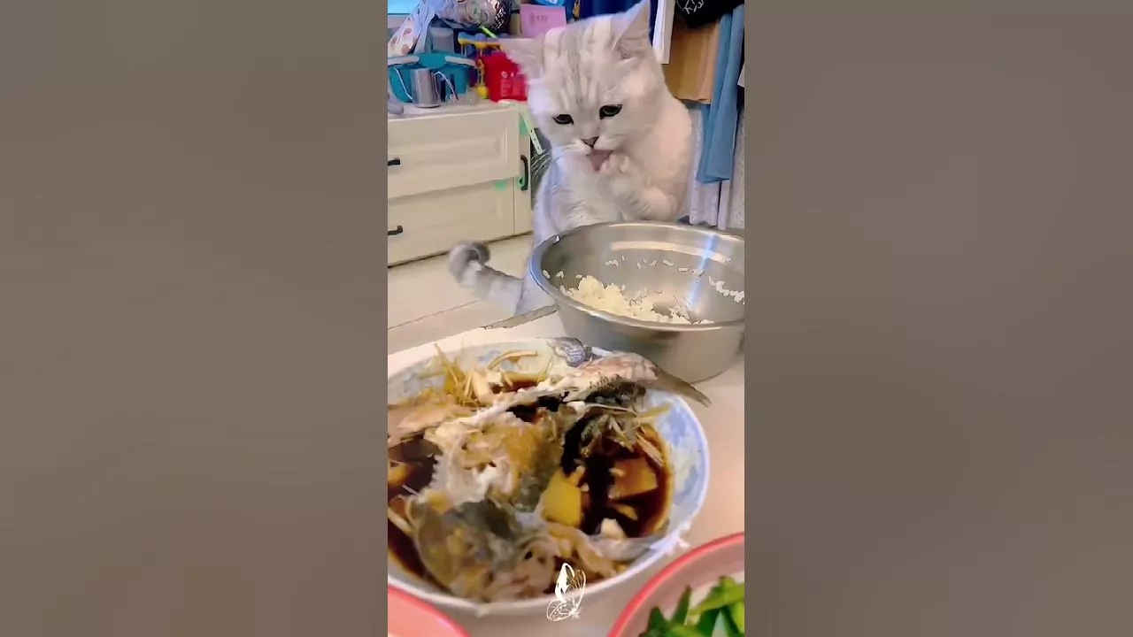 little cat eating fish with rice #cutecatsvideoshort #catdaily