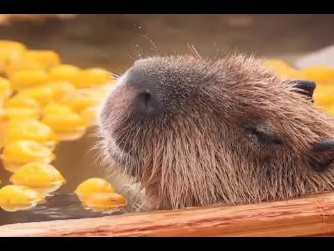 1 Hour Capybara and Vaporwave Mix 2022
