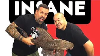*UNBOXING* Live Fish from BRAZIL! GIANT MYSTERY PLECO!!!