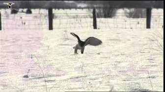 A Gyrfalcon hunting in the snow, catches a small rodent