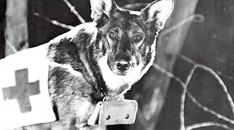 Собаки – герои Великой Отечественной войны