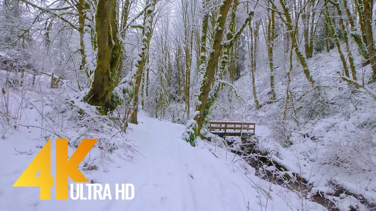 4K Virtual Winter Walk - Walking in a Snow Forest - 3.5 HRS of Crunching Snow Sound