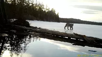 Canada lynx spotted strolling along a frozen Maine pond