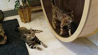 Unsere Bengalkatzen im Laufrad 😎😎😎
