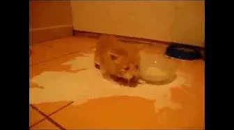 Cute Kitten Playing with a Bowl of Milk