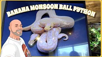 Banana Monsoon Ball Pythons! MC PIC OF THE WEEK!
