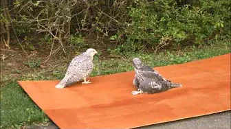 40 days old gyrfalcons playing