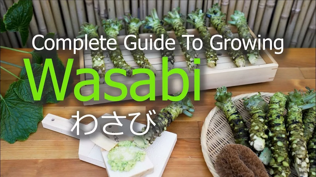 How To Grow Wasabi | Seeds | Seedlings | Harvest | Propagate