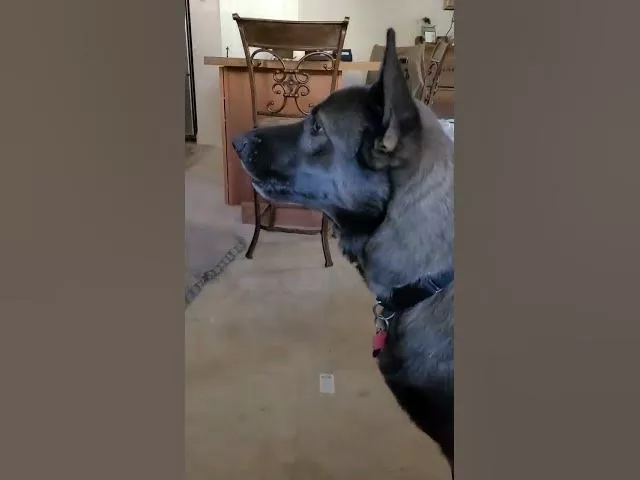Dogs Get Jealous Over Dad's Affection
